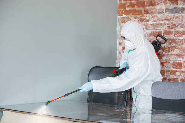 Best Mold Damage Restoration  in Monongah, WV