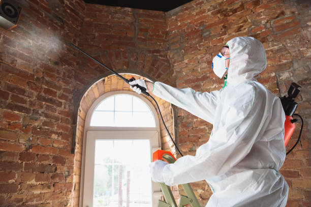 Why You Should Choose Our Mold Remediation Services in Monongah, WV